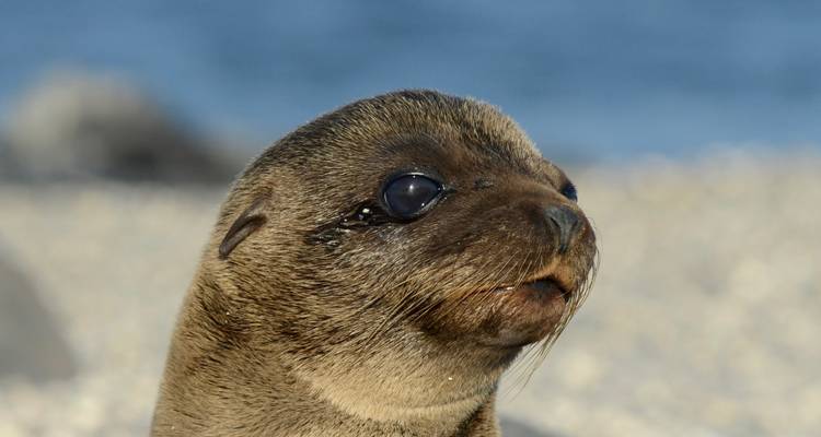 Head portrait of a young sea lion with blurred sandy beach behind