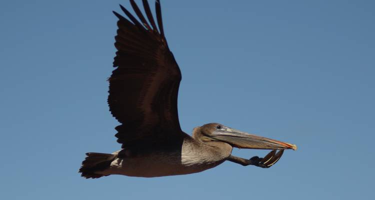 Brown pelican in flight against a clear blue sky carrying a fish in its bill