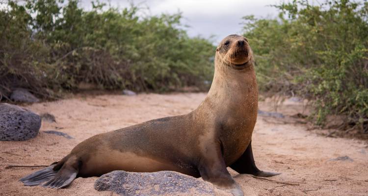 Galapagos sea lion posed on sandy trail surrounded by low shrubs and rocks