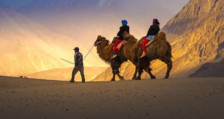 Two tourists ride double-humped Bactrian camels led by guide across sand with glowing back-light.