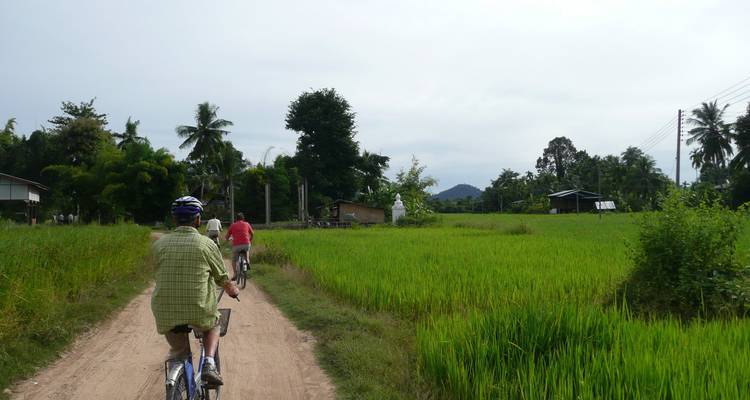 Radfahrer fahren auf einem Erdweg durch leuchtend grüne Reisfelder in Richtung entfernter Palmen auf der Insel Don Khong.