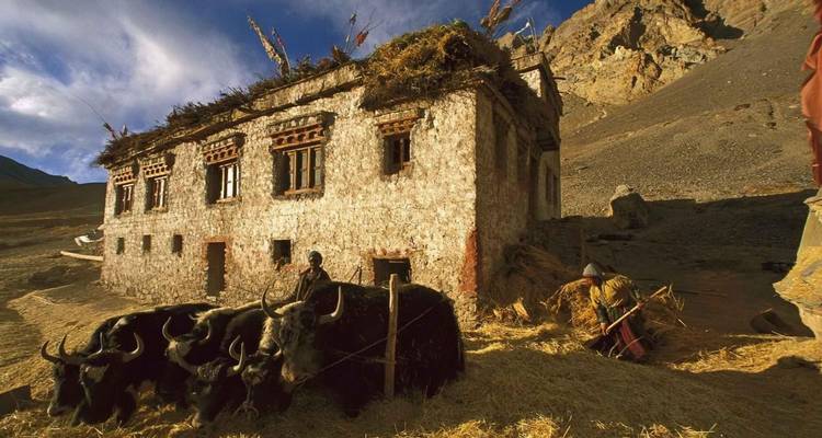 Stone farmhouse with thatched roof surrounded by yaks and farmers working with straw in a mountainous setting.