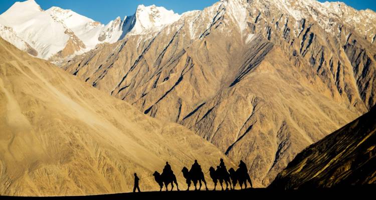 Silhouetted camel caravan walking along sand against dramatic snow-capped mountains at dusk.
