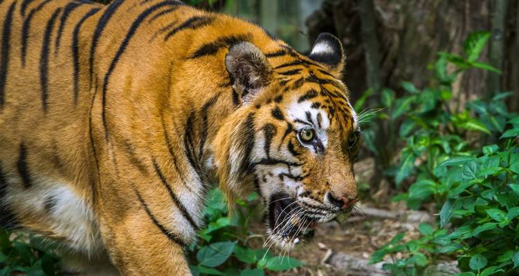 Close-up profile of a Bengal tiger prowling through lush jungle foliage.