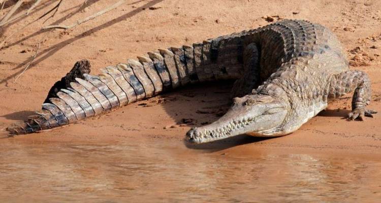 Large crocodile rests on a sandy riverbank with tail stretched toward the water.
