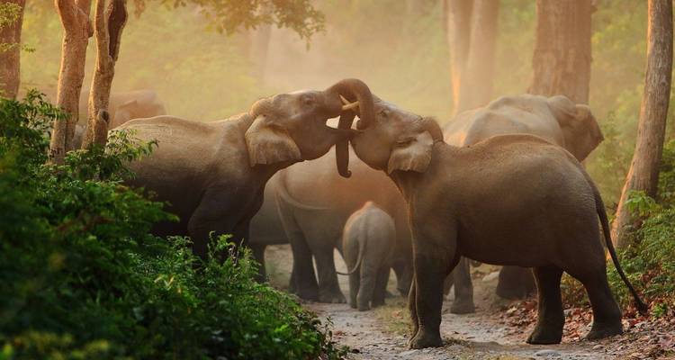 Herd of Asian elephants bathed in golden dust light with two adults touching trunks on a forest track.