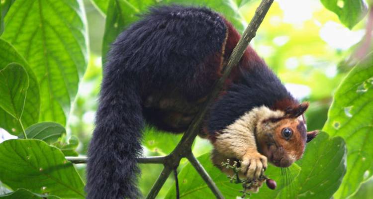 Indian giant squirrel clings upside down on a leafy branch nibbling on fruit.