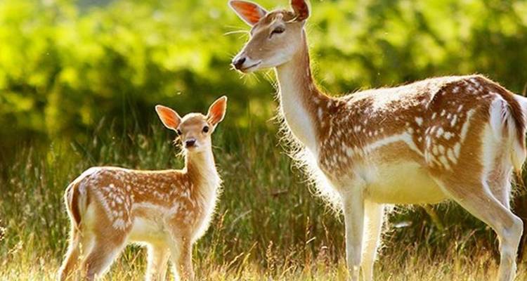 Doe and spotted fawn stand alert in a sunlit grassy clearing.