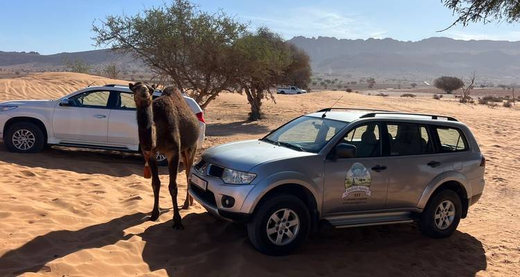 A curious camel stands beside parked SUVs on sandy terrain with distant mountains.