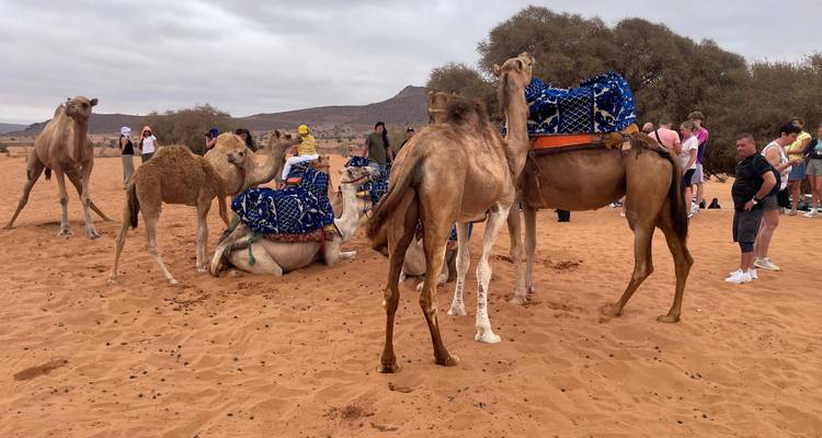 Tourists prepare camels cushioned with blue blankets on sandy ground under cloudy skies.