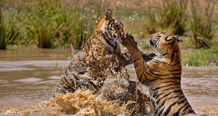 Two Bengal tigers splash and spar energetically in a muddy waterhole, sending droplets flying.