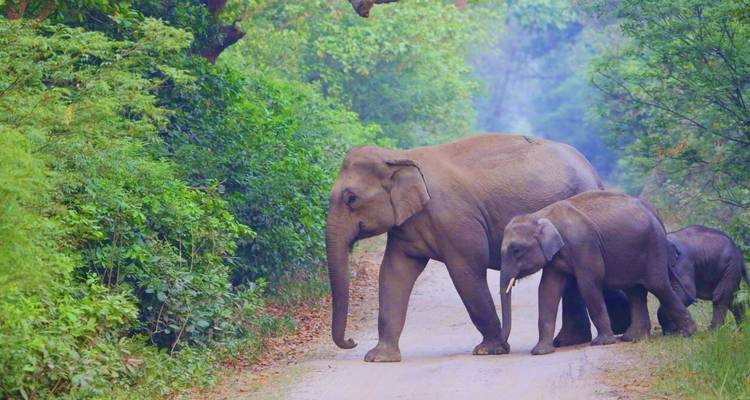 An elephant mother crosses a forest track with two young calves amid lush greenery and soft mist.