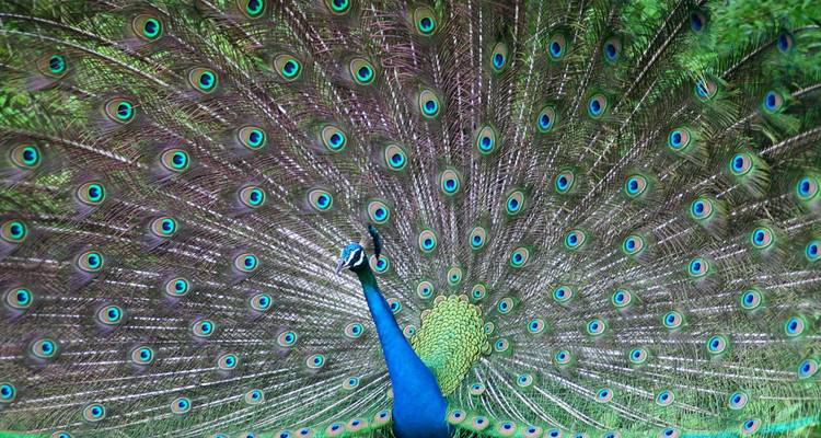 A peacock fans its brilliant iridescent tail feathers in full display against lush greenery.