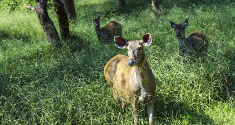Quatre cerfs partiellement cachés parmi les hautes herbes vertes et les arbres dans une clairière de forêt.