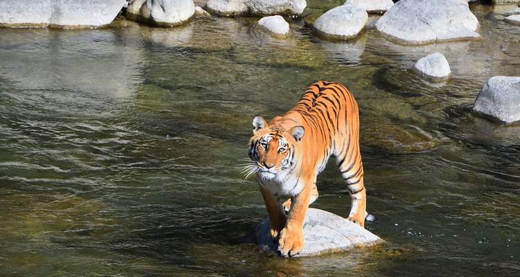 Tigre du Bengale se tenant avec confiance sur un rocher dans une rivière claire qui coule, entouré de blocs de pierre.