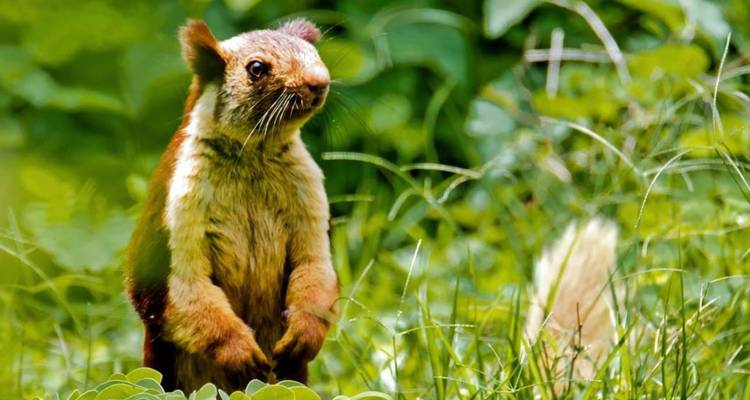 Écureuil géant indien coloré se tenant debout au milieu d'un feuillage vert luxuriant.