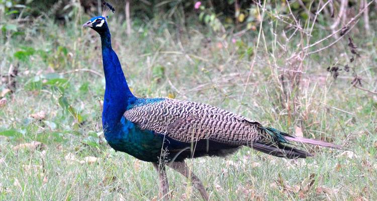 Vibrant blue peacock standing alert in grassy woodland terrain.