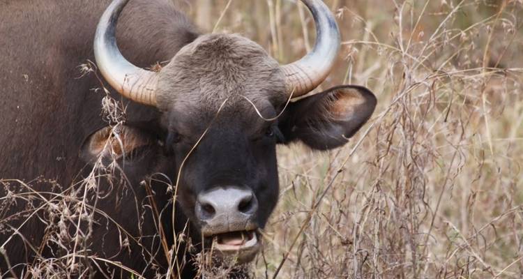 Close profile of an Indian gaur with large horns amid dry grasses.