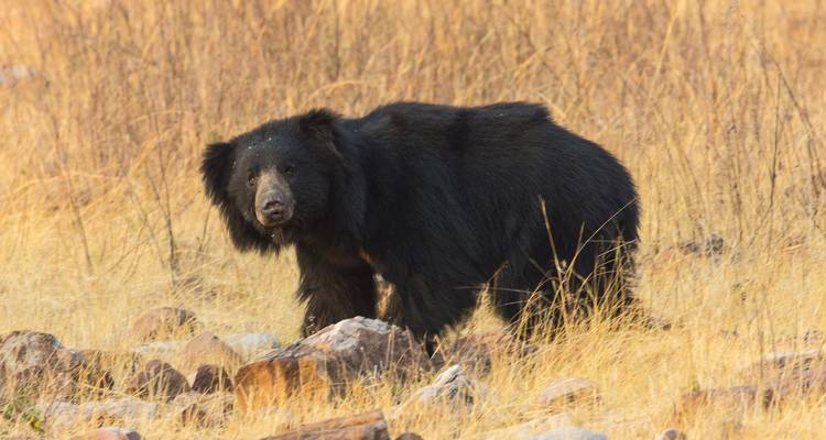 A solitary sloth bear stands among dry yellow grasses and scattered rocks.