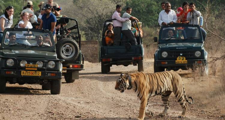 Safari jeeps filled with tourists watch a Bengal tiger calmly cross a dusty park track.
