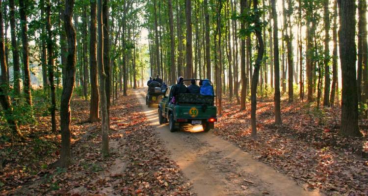 Open-top jeeps drive along a dusty forest track under tall straight trees lit by low sun.