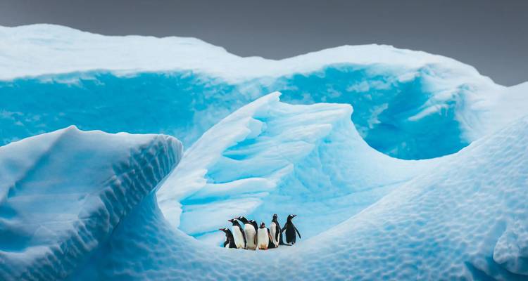 Small group of penguins stands atop sculpted blue ice ridges against a gray sky.