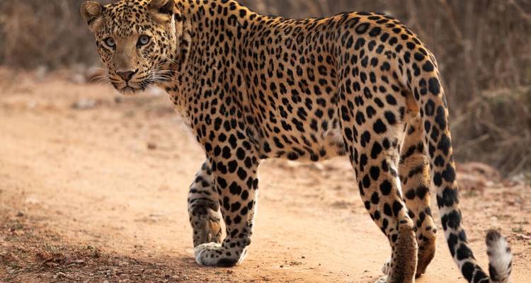 Un léopard sauvage jette un regard en arrière en marchant le long d'un sentier de terre dans un maquis sec.