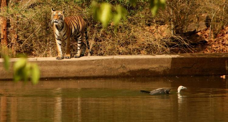 A Bengal tiger standing alert on the bank of a forest waterhole while a bird swims nearby.