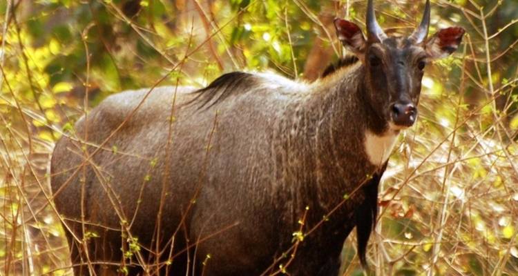 A nilgai antelope partly hidden among dry forest undergrowth, looking toward the camera.