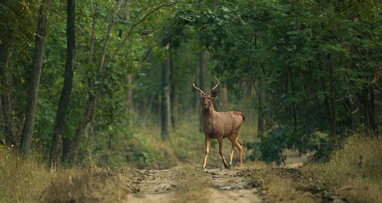 A lone sambar deer standing alert on a dirt track in a dense green forest.