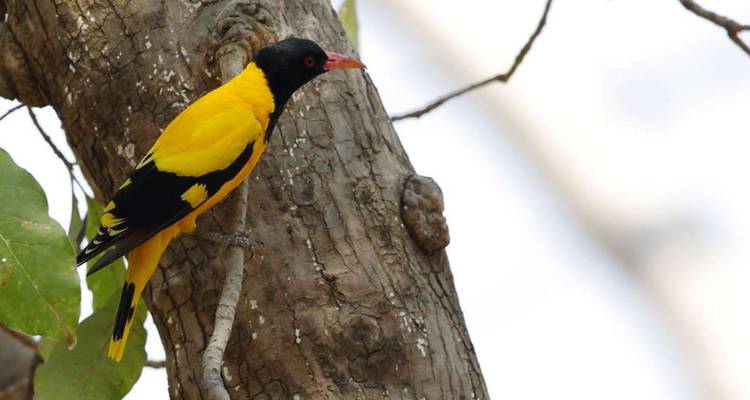 Close-up of a bright yellow-and-black oriole perched on a tree trunk.
