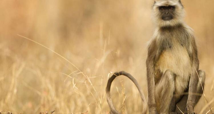 A grey langur sitting upright on dry grass with a neutral blurred background.