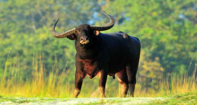 Un gaur indien solitaire avec d'impressionnantes cornes courbées se tient en alerte dans de hautes herbes avec une forêt en arrière-plan.