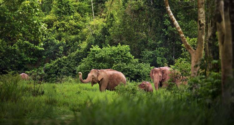 Un troupeau d'éléphants d'Asie se nourrit au milieu de la végétation luxuriante de la jungle verte dans le parc national de Periyar.