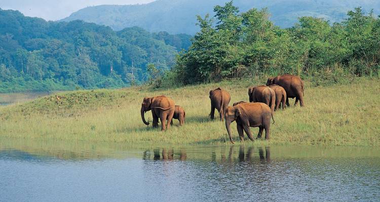 Des éléphants paissent sur une berge herbeuse au bord de la rivière avec une forêt tropicale dense et des collines en arrière-plan.