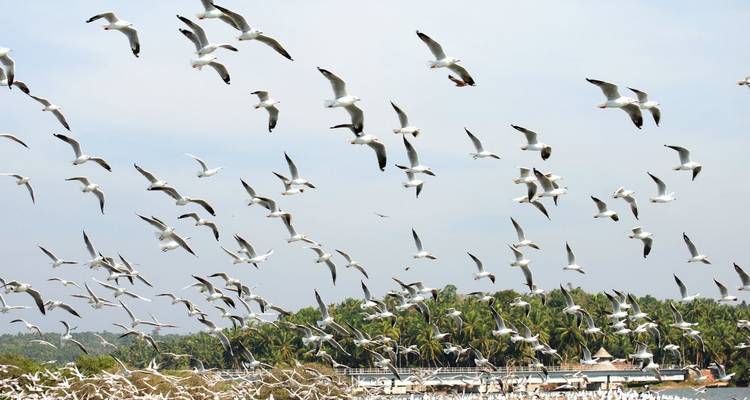 Large flock of seagulls in flight over palm-lined shoreline and calm water