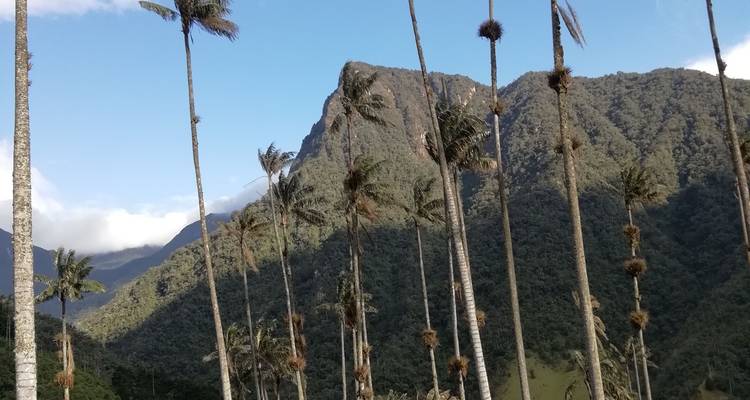De grands palmiers de cire s'élevant contre un paysage montagneux andin accidenté sous un ciel bleu