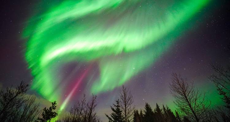 Wervelende groene en roze noorderlichten strekken zich uit over een sterrenhemel boven kale winterbomen