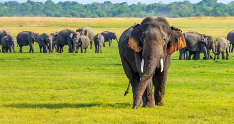 Large tusked elephant strides toward camera on a lush green plain with a distant herd behind.