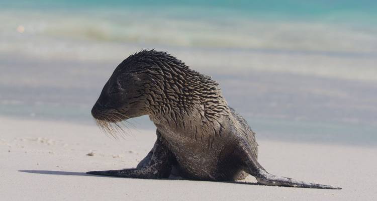 Een jonge zeeleeuw rust uit op een ongerepte wit zandstrand met turquoise water op de achtergrond.