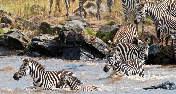 Zebra's die door een modderige rivier waden tijdens migratie terwijl anderen vanaf de oever toekijken.