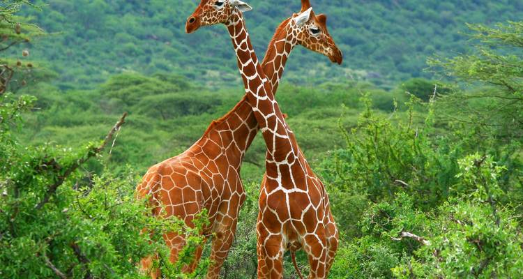 Twee netgiraffes staan rug aan rug tussen weelderige groene acacia's.