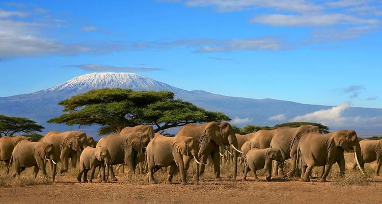 Grote kudde olifanten die over een stoffige vlakte trekken met de majestueuze sneeuwwitte top van de Kilimanjaro die erachter uittorent.