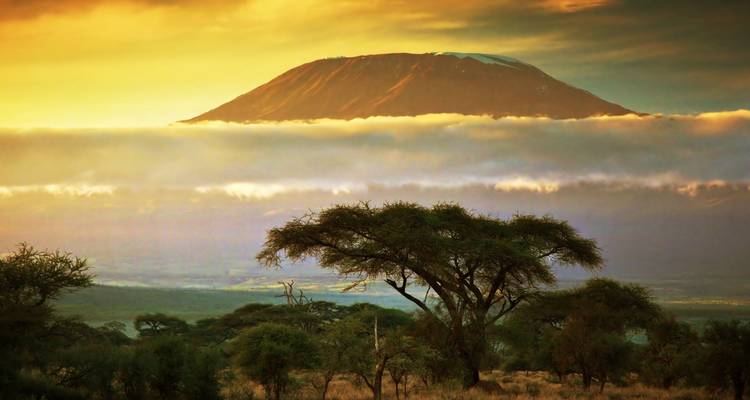 Mount Kilimanjaro die bij zonsopgang boven een wolkendeken uitstijgt met een acacia-silhouet op de voorgrond.