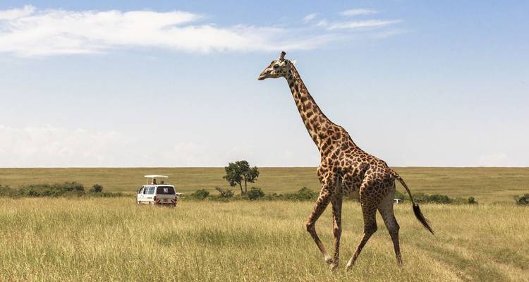 Lange giraffe stapt over open grasvlakte terwijl safaribus in de verte wacht onder heldere hemel.