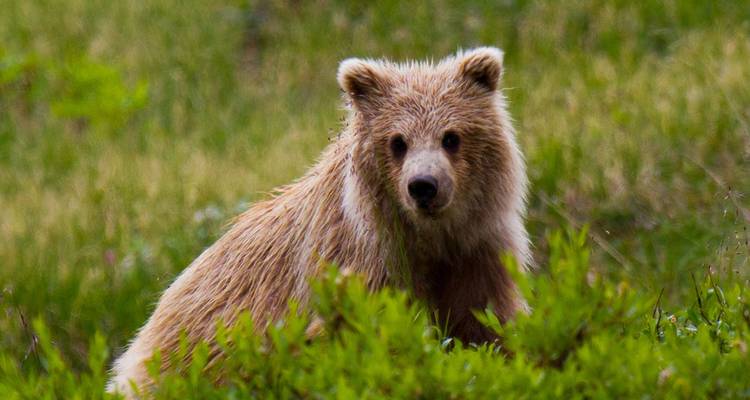 Junger brauner Bär schaut neugierig aus dem Grün einer Wiese hervor.
