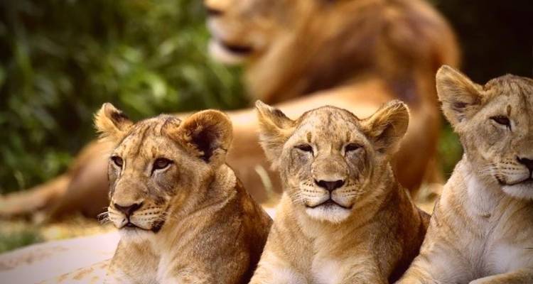Three young lionesses lying close together in savanna with adult lion blurred in background