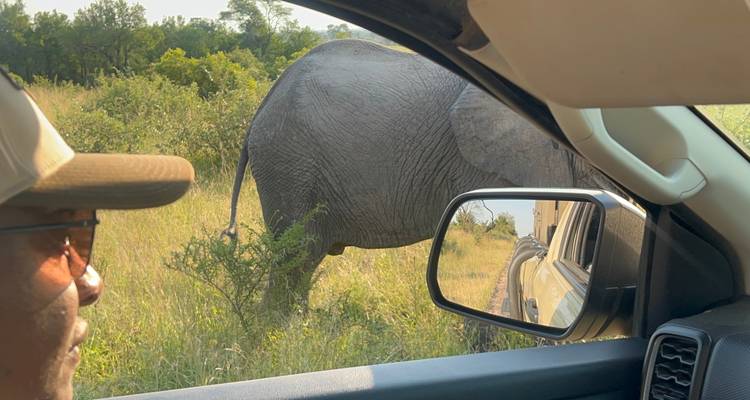 Safari guide in vehicle observing large elephant close to car window in grassy bushveld