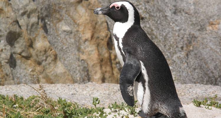 African penguin standing on sandy granite shoreline