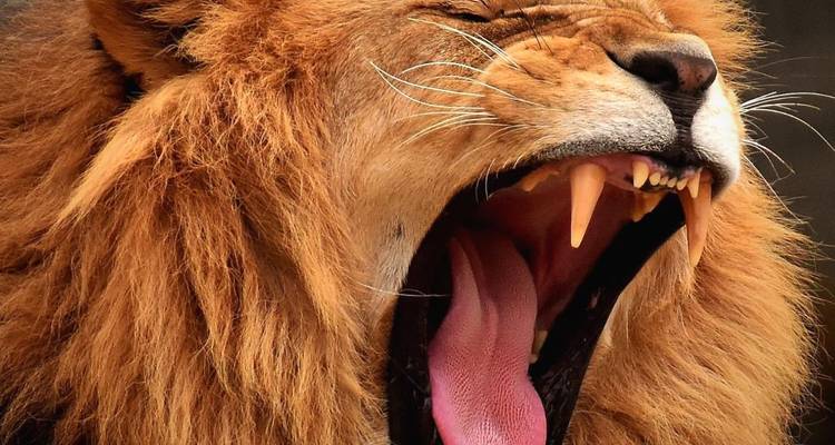 Close-up of roaring lion yawning showing sharp teeth and pink tongue